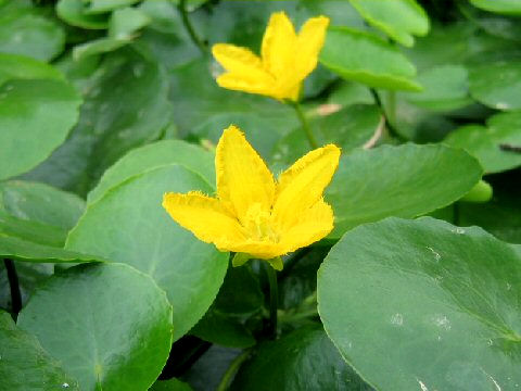 Nymphoides peltata