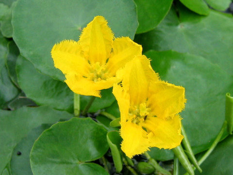 Nymphoides peltata