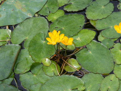 Nymphoides peltata