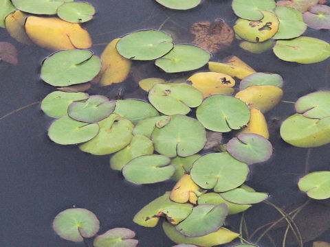 Nymphoides peltata