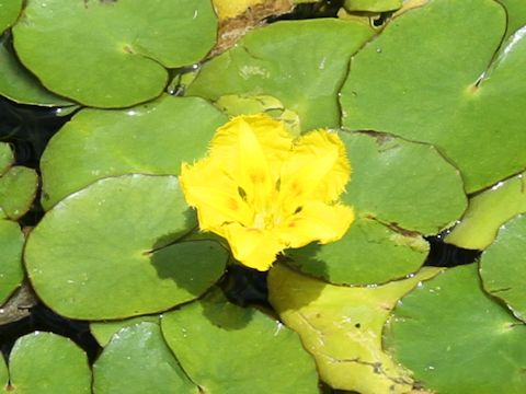 Nymphoides peltata