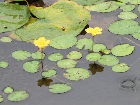 Nymphoides peltata