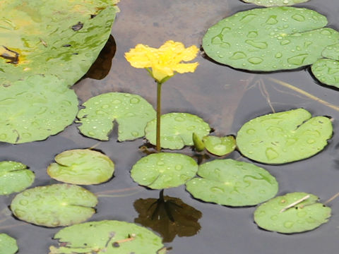 Nymphoides peltata