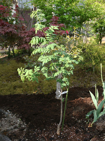 Zanthoxylum piperitum f. inerme