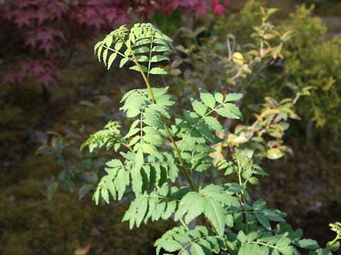 Zanthoxylum piperitum f. inerme