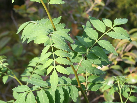 Zanthoxylum piperitum f. inerme