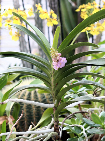 Ascocentrum christensonianum