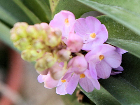 Ascocentrum christensonianum