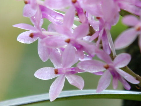 Ascocentrum christensonianum