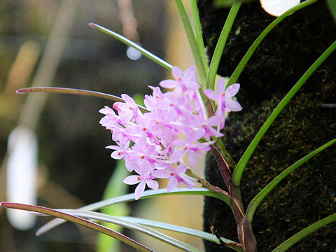 Ascocentrum christensonianum