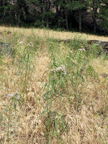 Asclepias fascicularis