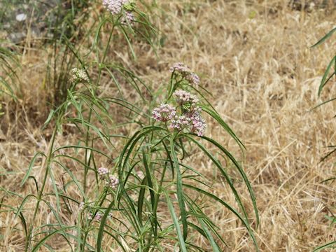 Asclepias fascicularis