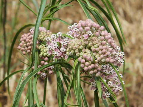 Asclepias fascicularis