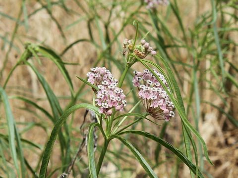 Asclepias fascicularis