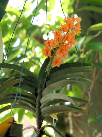 Ascocentrum garayi