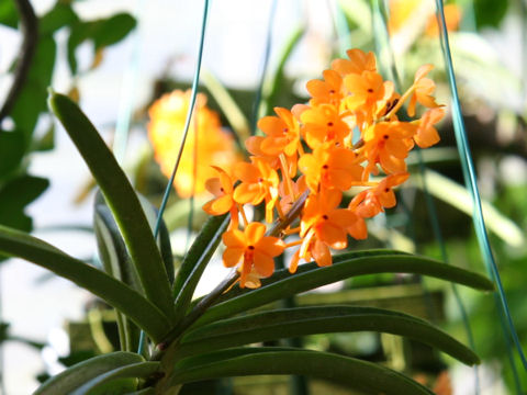 Ascocentrum garayi