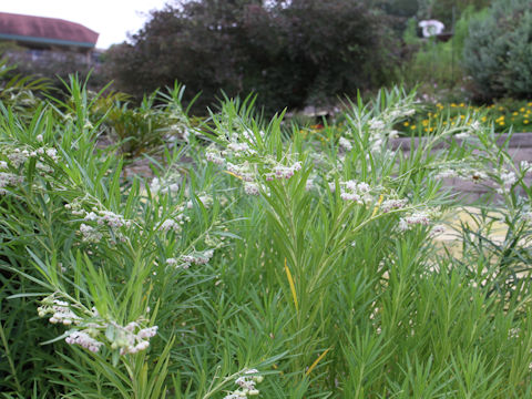 Asclepias incarnata