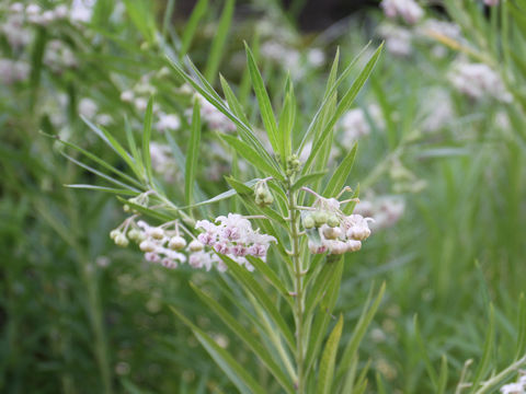 Asclepias incarnata