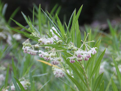 Asclepias incarnata