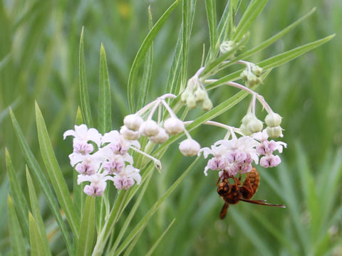 Asclepias incarnata