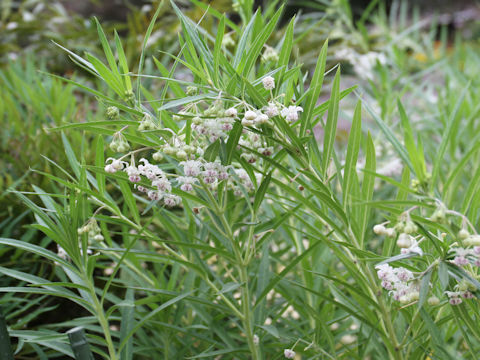 Asclepias incarnata