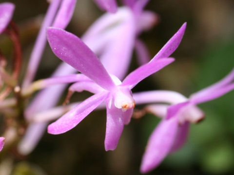 Ascofinetia cv. Cherry Blossom