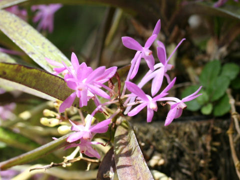 Ascofinetia cv. Cherry Blossom