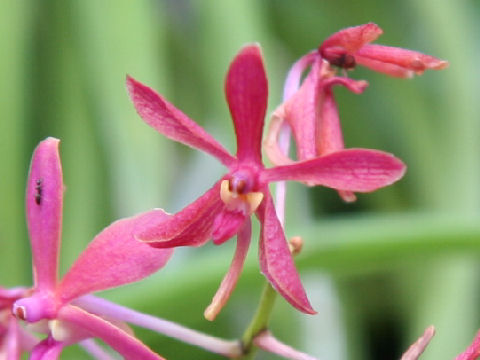 Ascofinetia cv. Peaches