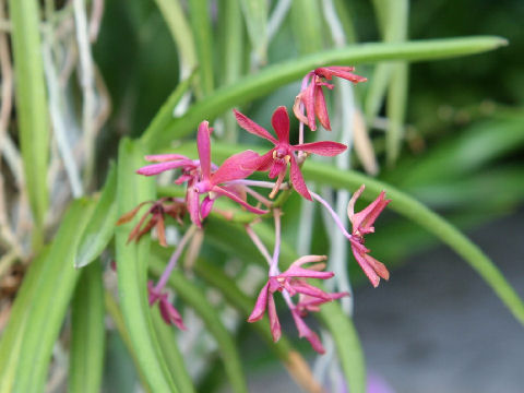 Ascofinetia cv. Peaches