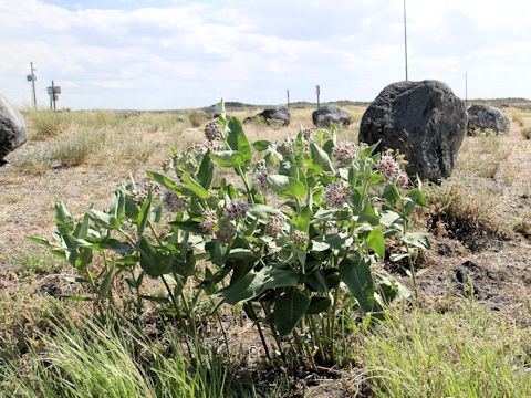 Asclepias speciosa