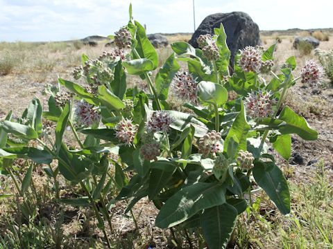 Asclepias speciosa