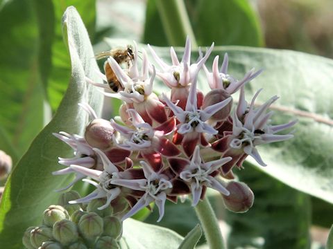 Asclepias speciosa