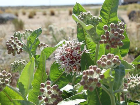 Asclepias speciosa