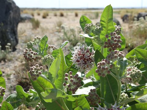 Asclepias speciosa