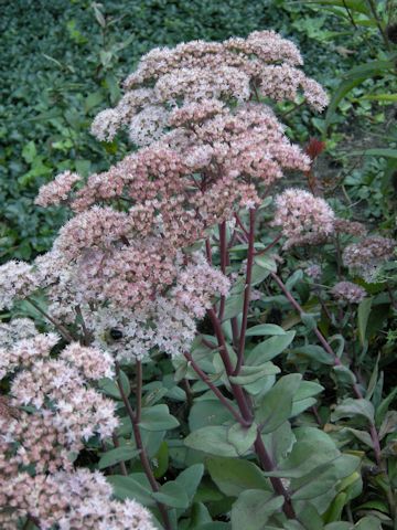 Asclepias variegata