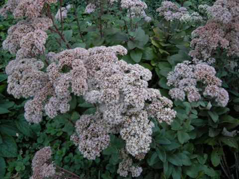 Asclepias variegata