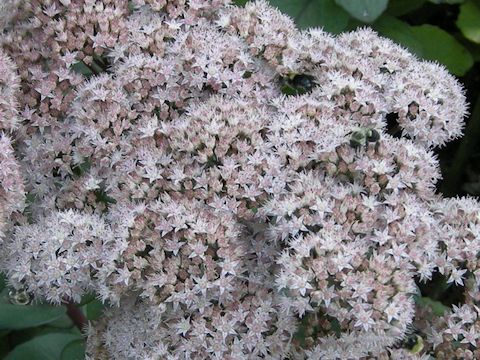 Asclepias variegata