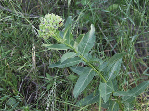 Asclepias viridis