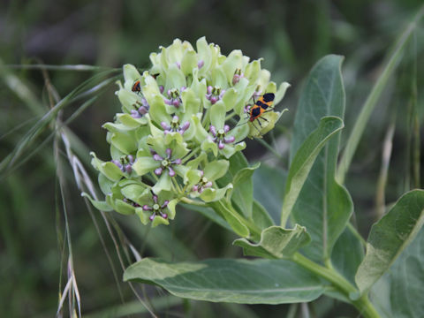 Asclepias viridis