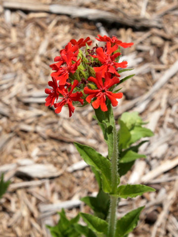 Lychnis chalcedonica