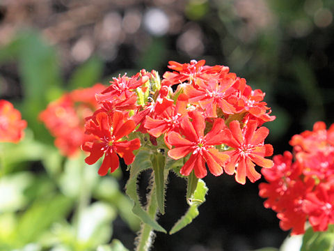 Lychnis chalcedonica