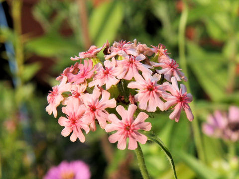 Lychnis chalcedonica