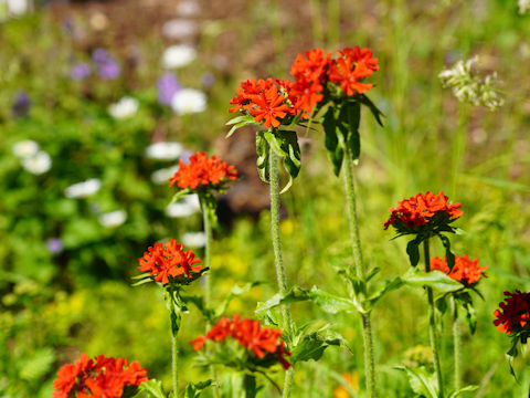 Lychnis chalcedonica