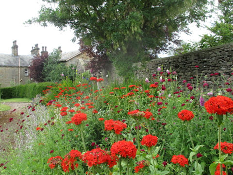 Lychnis chalcedonica