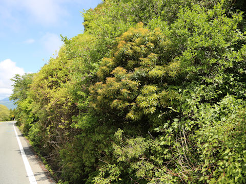 Pieris japonica