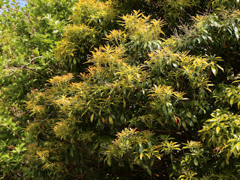 Pieris japonica