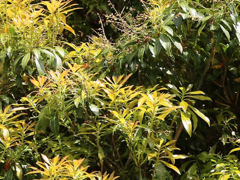 Pieris japonica