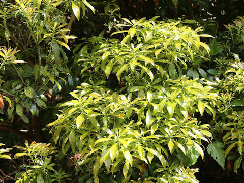 Pieris japonica