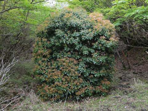 Pieris japonica