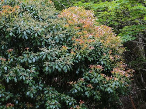 Pieris japonica